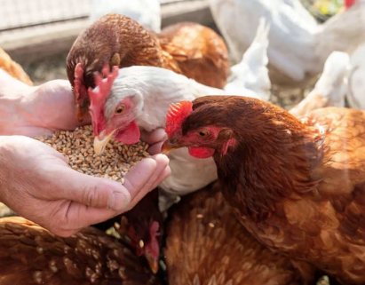 Agriculture et alimentation animale